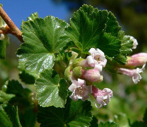 Ribes cereum